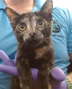 PAIGE -  Domestic Short Hair Cat for Adoption in Doral, Florida - PAIGE | PetCurious