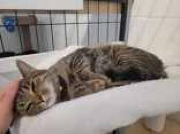 Jelly -  Domestic Short Hair Cat for Adoption in Toronto, Ontario - Jelly | PetCurious