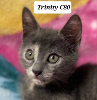 Trinity -  Domestic Short Hair Cat for Adoption in Morganton, North Carolina - Trinity | PetCurious