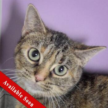 Rescue Torbie and Domestic Short Hair Cats for Adoption in Huntley, Illinois - Star | PetCurious