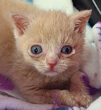 Blair -  Domestic Short Hair Cat for Adoption in Portland, Indiana - Blair | PetCurious