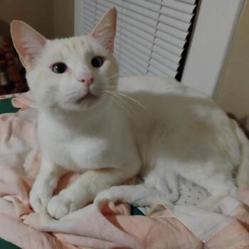 HoneyBear -  Siamese and Domestic Short Hair Cat for Adoption in Saint Paul, Minnesota - HoneyBear | PetCurious