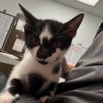 Onslo -  Domestic Short Hair Cat for Adoption in Durango, Colorado - Onslo | PetCurious