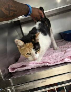FUNFETTI -  Domestic Short Hair Cat for Adoption in Killeen, Texas - FUNFETTI | PetCurious