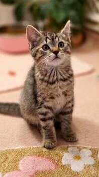 Toula -  Domestic Short Hair Cat for Adoption in Beaverton, Oregon - Toula | PetCurious