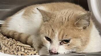 Domestic Short Hair Cats Available for Adoption - EGG SALAD | PetCurious