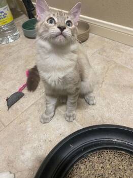 Cooper -  Domestic Short Hair Cat for Adoption in Mount Pleasant, Texas - Cooper | PetCurious