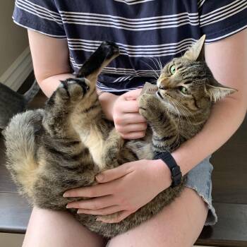 Bailey -  Domestic Short Hair Cat for Adoption in Villa Park, California - Bailey | PetCurious