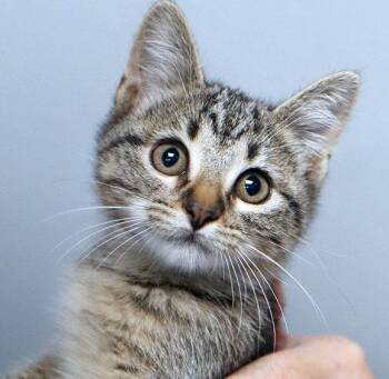 Bella (AO37680) -  Domestic Short Hair Cat for Adoption in Kansas City, Kansas - Bella (AO37680) | PetCurious