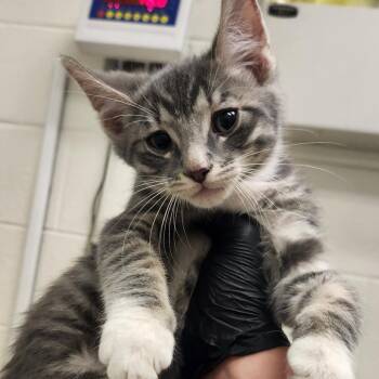 Nate -  Domestic Short Hair Cat for Adoption in Murray, Utah - Nate | PetCurious