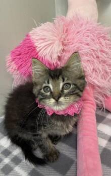 Tuna -  Domestic Short Hair Cat for Adoption in Picayune, Mississippi - Tuna | PetCurious