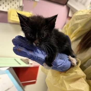 Meerkat -  Domestic Short Hair Cat for Adoption in Salt Lake City, Utah - Meerkat | PetCurious