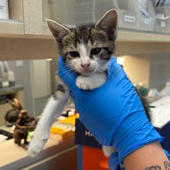 Sunrise -  Domestic Short Hair Cat for Adoption in Westminster, California - Sunrise | PetCurious