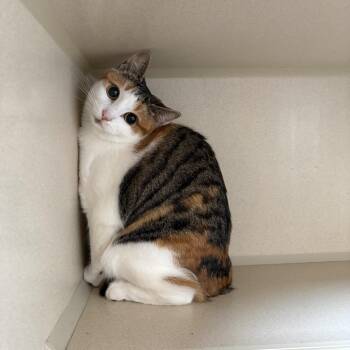 Nina -  Domestic Short Hair Cat for Adoption in Louisville, Kentucky - Nina | PetCurious