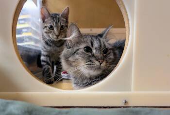 Artemis -  Domestic Long Hair and Maine Coon Cat for Adoption in Pearland, Texas - Artemis | PetCurious