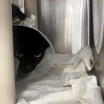 Sweetheart -  Domestic Short Hair Cat for Adoption in West Palm Beach, Florida - Sweetheart | PetCurious