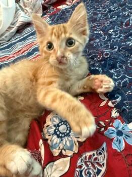 Waffles -  Domestic Medium Hair Cat for Adoption in Houston, Texas - Waffles | PetCurious