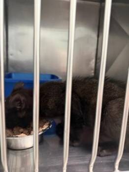 Carl -  Domestic Short Hair Cat for Adoption in Fishers, Indiana - Carl | PetCurious