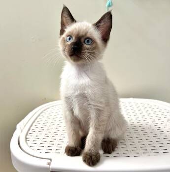 Skylar  -  Siamese and Applehead Siamese and Lynx Point Siamese Cat for Adoption in Dallas, Texas - Skylar  | PetCurious