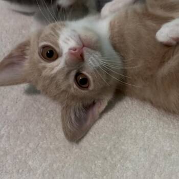 Dusty -  Domestic Short Hair Cat for Adoption in La Grange, Kentucky - Dusty | PetCurious
