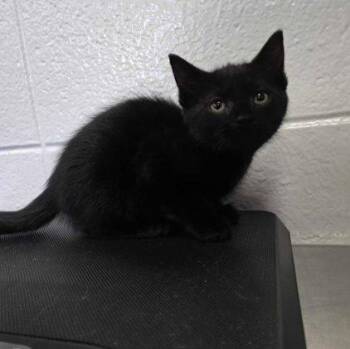 September -  Domestic Short Hair Cat for Adoption in Raleigh, North Carolina - September | PetCurious