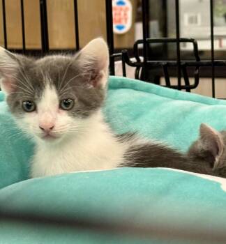 Teddy -  Domestic Short Hair Cat for Adoption in Naples, Florida - Teddy | PetCurious