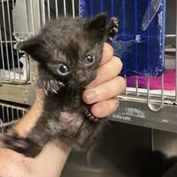 Kinetic -  Domestic Short Hair Cat for Adoption in Saint Joseph, Missouri - Kinetic | PetCurious