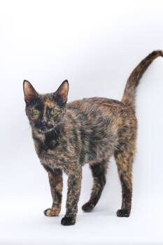 Rescue Domestic Short Hair Cats for Adoption in Morton Grove, Illinois - Galaxy | PetCurious