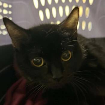 Domestic Short Hair Cats Available for Adoption in Reno, Nevada - Belle | PetCurious