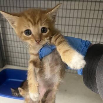 Nathan -  Domestic Medium Hair Cat for Adoption in Columbiana, Alabama - Nathan | PetCurious