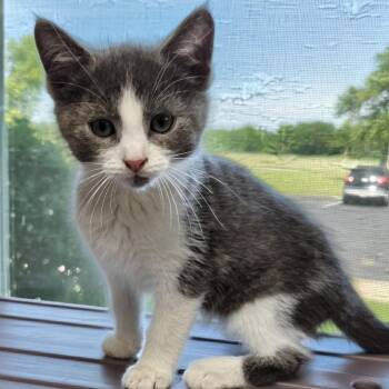 Ducky -  Domestic Short Hair Cat for Adoption in West Jefferson, Ohio - Ducky | PetCurious