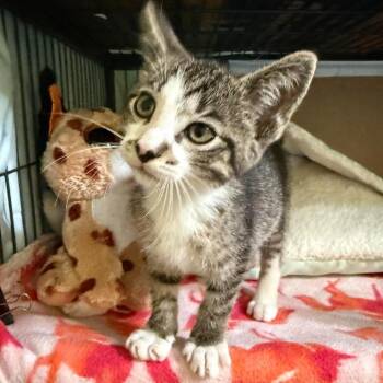 Chief -  Domestic Short Hair Cat for Adoption in Johnstown, Pennsylvania - Chief | PetCurious