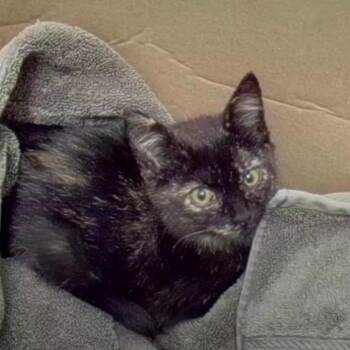 Sharpie (Junk Drawer) -  Domestic Short Hair Cat for Adoption in Charlotte, North Carolina - Sharpie (Junk Drawer) | PetCurious