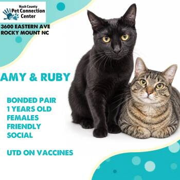 AMY & RUBY  Available NOW - ADOPTION or RESCUE! -  Domestic Short Hair Cat for Adoption in Nashville, North Carolina - AMY & RUBY  Available NOW - ADOPTION Or RESCUE! | PetCurious