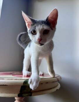 Gizmo -  Domestic Short Hair Cat for Adoption in Bellmawr, New Jersey - Gizmo | PetCurious