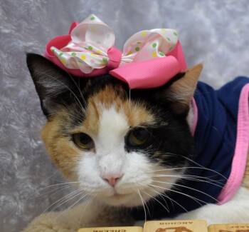 Rescue Domestic Short Hair Cats for Adoption in Springfield, Ohio - Cali | PetCurious