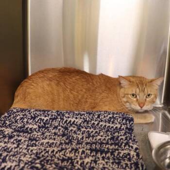 Domestic Short Hair Cats Available for Adoption in Sioux City, Iowa - Archie | PetCurious
