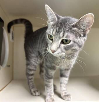 Domestic Short Hair Cats Available for Adoption in Boston, Massachusetts - TULIP | PetCurious