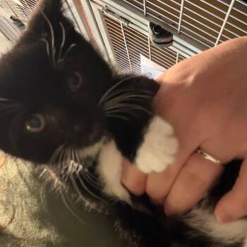 Domestic Short Hair Cats Available for Adoption in Chesapeake, Virginia - Doc Hudson | PetCurious