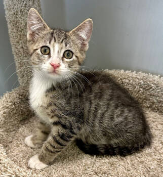 Rescue Domestic Short Hair Cats for Adoption in West Palm Beach, Florida - Ori | PetCurious