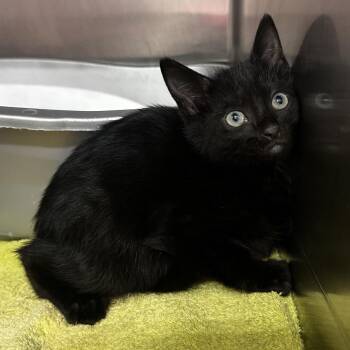Jewel -  Domestic Short Hair Cat Available for Adoption in Warrensburg, Missouri - Jewel | PetCurious