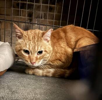 British Shorthair and Tabby Cats Available for Adoption - RICKY | PetCurious