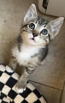 Chip -  Tabby Cat for Adoption in Los Angeles, California - Chip | PetCurious