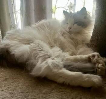 Baymax -  Ragdoll Cat for Adoption in Ennis, Texas - Baymax | PetCurious