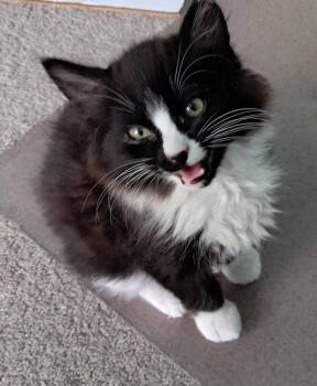 Tux -  Domestic Medium Hair Cat for Adoption in Vancouver, Washington - Tux | PetCurious