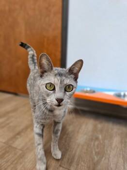 Domestic Short Hair Cats Available for Adoption - Siren | PetCurious