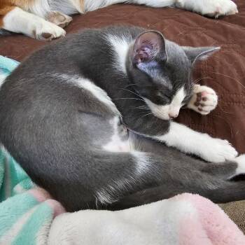 Hurricane Katrina -  Domestic Short Hair Cat for Adoption in Fort Worth, Texas - Hurricane Katrina | PetCurious