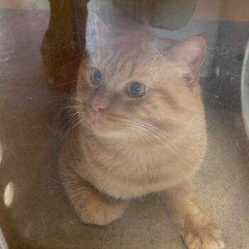 Enid -  Domestic Short Hair Cat for Adoption in Philadelphia, Pennsylvania - Enid | PetCurious