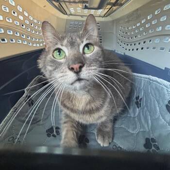 Domestic Short Hair Cats Available for Adoption - Kung Pao Chicken | PetCurious