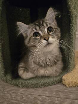 Domestic Long Hair Cats Available for Adoption in Cary, North Carolina - Gecko B | PetCurious